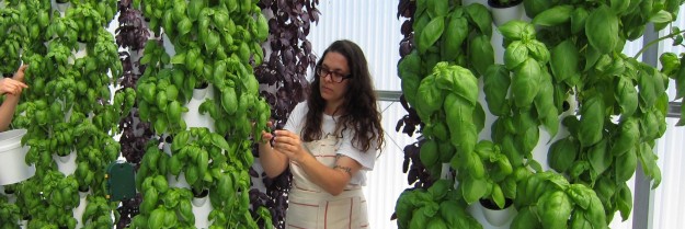 Katherine Grandey harvests locally grown basil at The GreenHouse